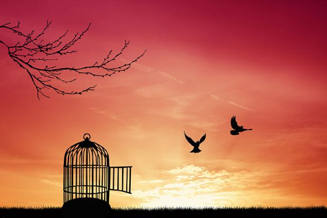 Birds escaping their cage